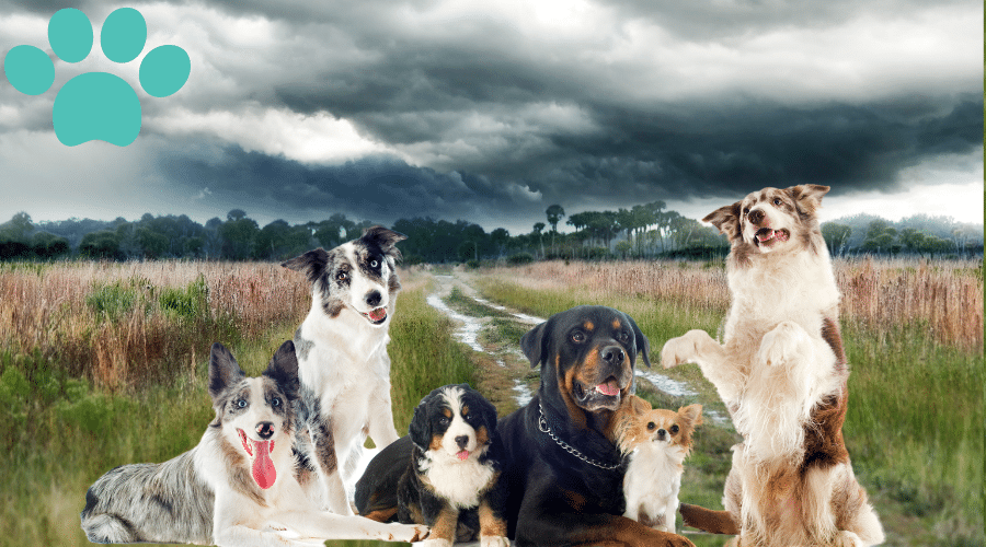 Different Weather Conditions on Dog Breeds stormy