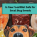Is Raw Food Diet Safe for Small Dog Breeds