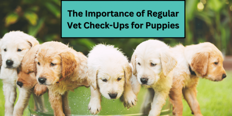The Importance of Regular Vet Check-Ups for Puppies