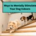 Ways to Mentally Stimulate Your Dog Indoors