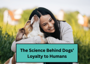 The Science Behind Dogs’ Loyalty to Humans