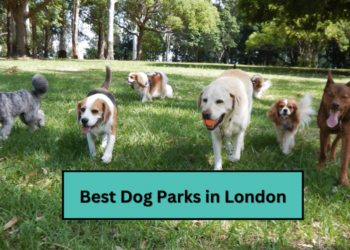 Best Dog Parks in London