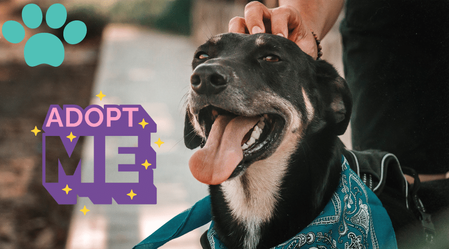 The Benefits of Adopting Senior Dogs
