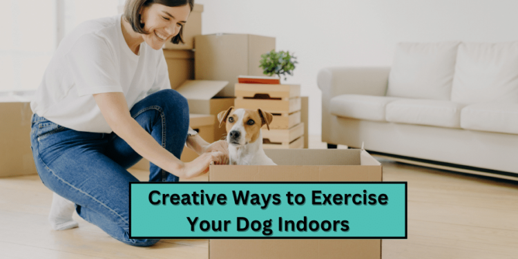 Creative Ways to Exercise Your Dog Indoors