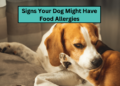 Signs Your Dog Might Have Food Allergies