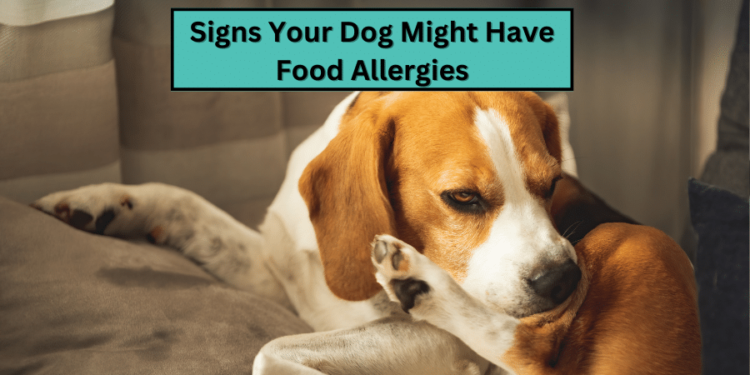 Signs Your Dog Might Have Food Allergies