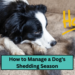 How to Manage a Dog's Shedding Season