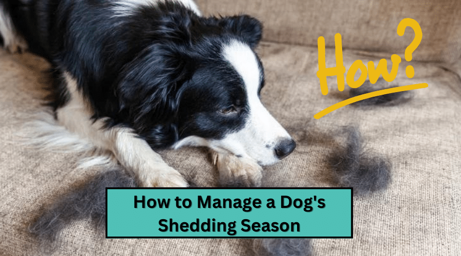 How to Manage a Dog's Shedding Season Dog Corner