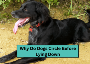 Why Do Dogs Circle Before Lying Down