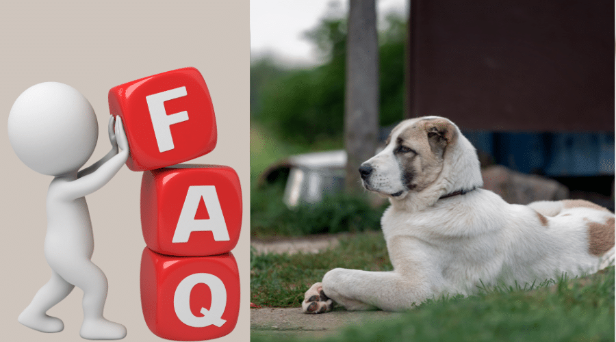 Why Do Dogs Circle Before Lying Down? Dog Corner