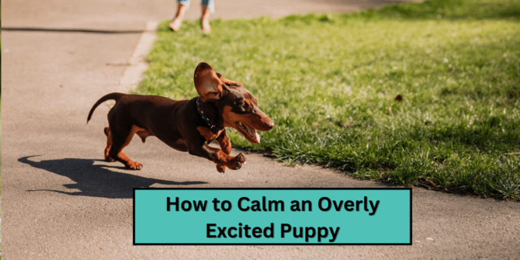 How to Calm an Overly Excited Puppy