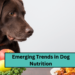 Emerging Trends in Dog Nutrition