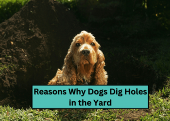 Reasons Why Dogs Dig Holes in the Yard