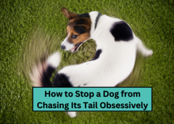 How to Stop a Dog from Chasing Its Tail Obsessively
