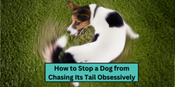 How to Stop a Dog from Chasing Its Tail Obsessively