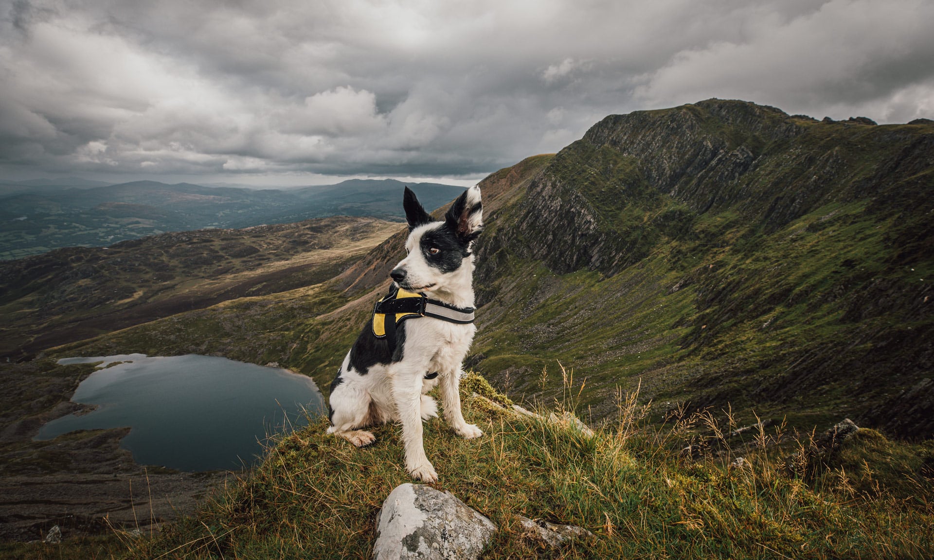 Dog-Friendly Vacation Spots in the United Kingdom