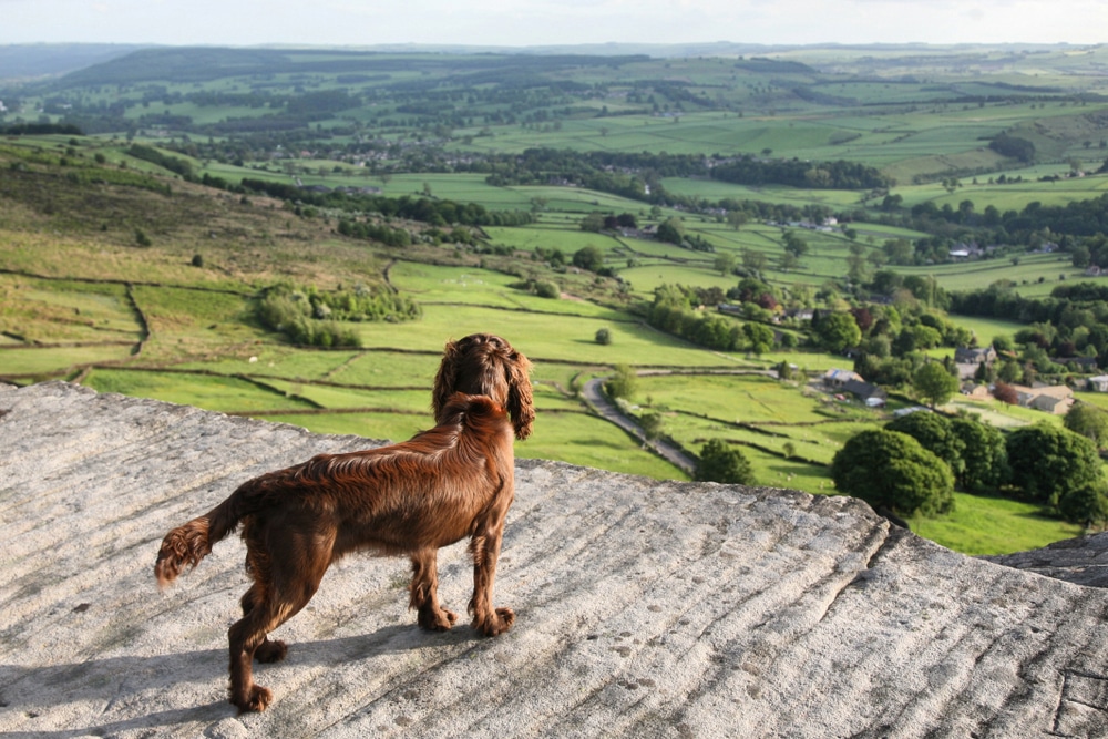 Top Ten Dog-Friendly Walks in the Peak District