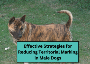 Effective Strategies for Reducing Territorial Marking in Male Dogs