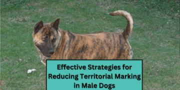 Effective Strategies for Reducing Territorial Marking in Male Dogs