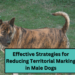 Effective Strategies for Reducing Territorial Marking in Male Dogs