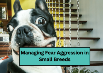 Managing Fear Aggression in Small Breeds