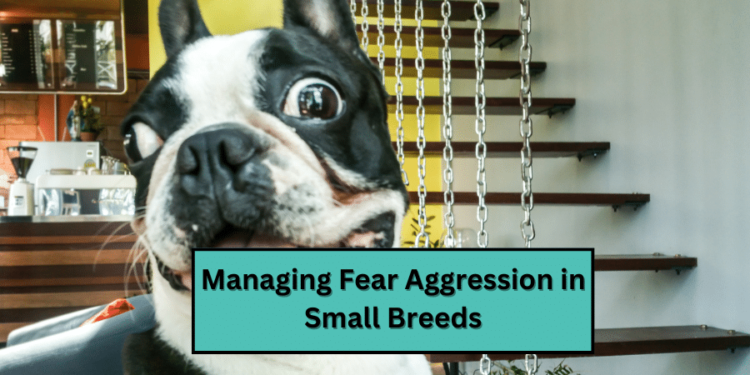 Managing Fear Aggression in Small Breeds