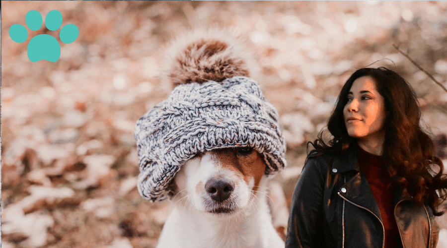 Managing Fear Aggression in Small Breeds