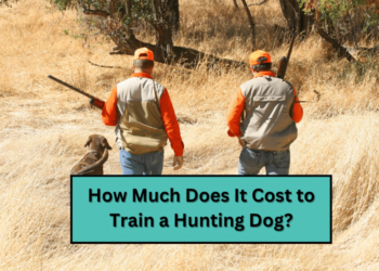 How Much Does It Cost to Train a Hunting Dog