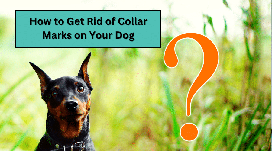 How to Get Rid of Collar Marks on Your Dog Dog Corner