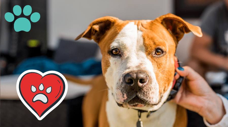 How to Get Rid of Collar Marks on Your Dog Dog Corner