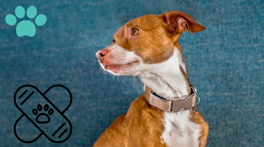 How to Get Rid of Collar Marks on Your Dog Dog Corner