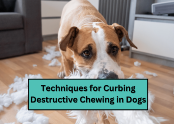 Techniques for Curbing Destructive Chewing in Dogs