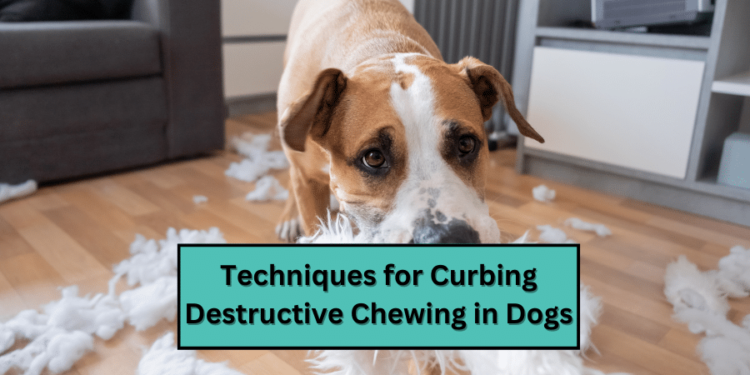 Techniques for Curbing Destructive Chewing in Dogs