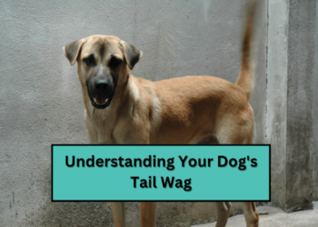 Understanding Your Dog's Tail Wag