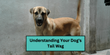 Understanding Your Dog's Tail Wag