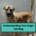 Understanding Your Dog's Tail Wag