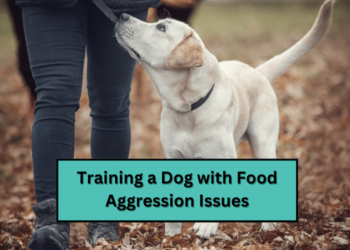 Training a Dog with Food Aggression Issues