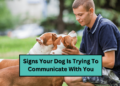 Signs Your Dog Is Trying To Communicate With You