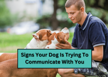 Signs Your Dog Is Trying To Communicate With You