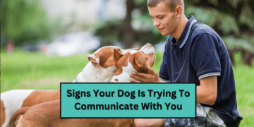 Signs Your Dog Is Trying To Communicate With You