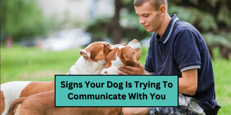 Signs Your Dog Is Trying To Communicate With You