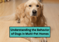 Understanding the Behavior of Dogs in Multi-Pet Homes