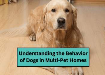 Understanding the Behavior of Dogs in Multi-Pet Homes