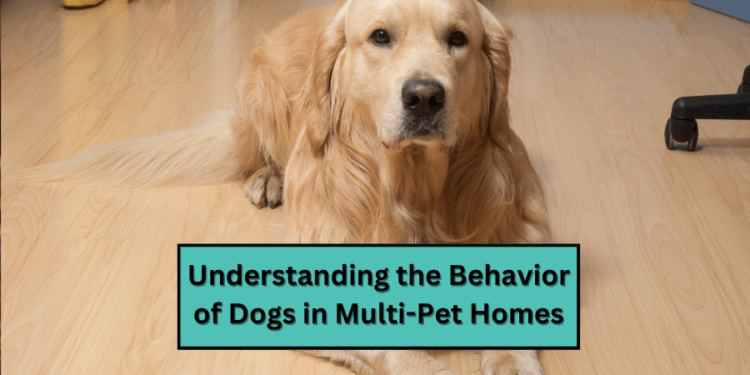 Understanding the Behavior of Dogs in Multi-Pet Homes