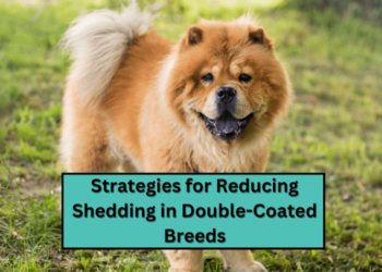 Strategies for Reducing Shedding in Double-Coated Breeds