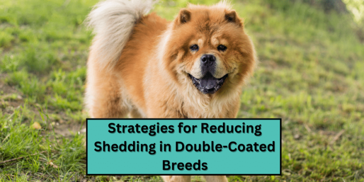 Strategies for Reducing Shedding in Double-Coated Breeds