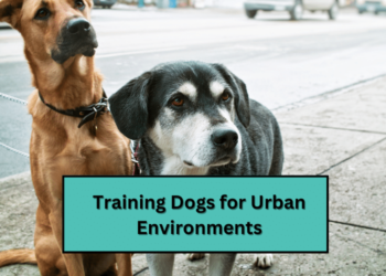 Training Dogs for Urban Environments