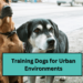 Training Dogs for Urban Environments