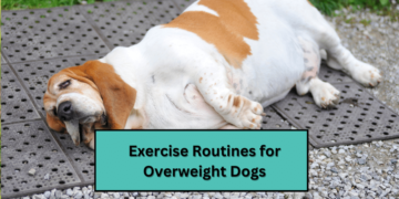 Exercise Routines for Overweight Dogs