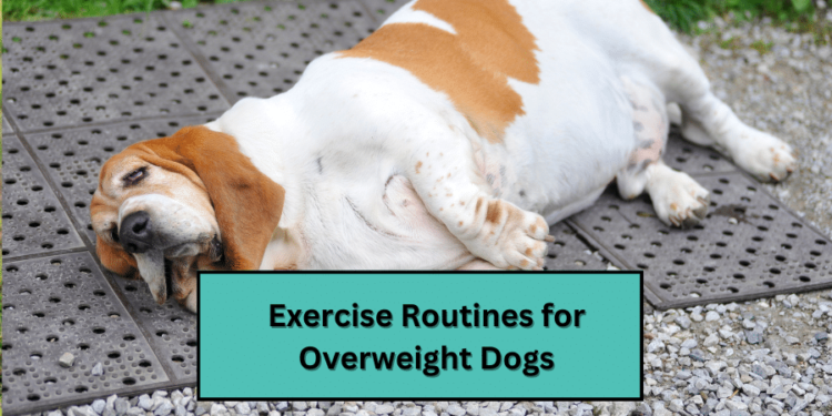 Exercise Routines for Overweight Dogs